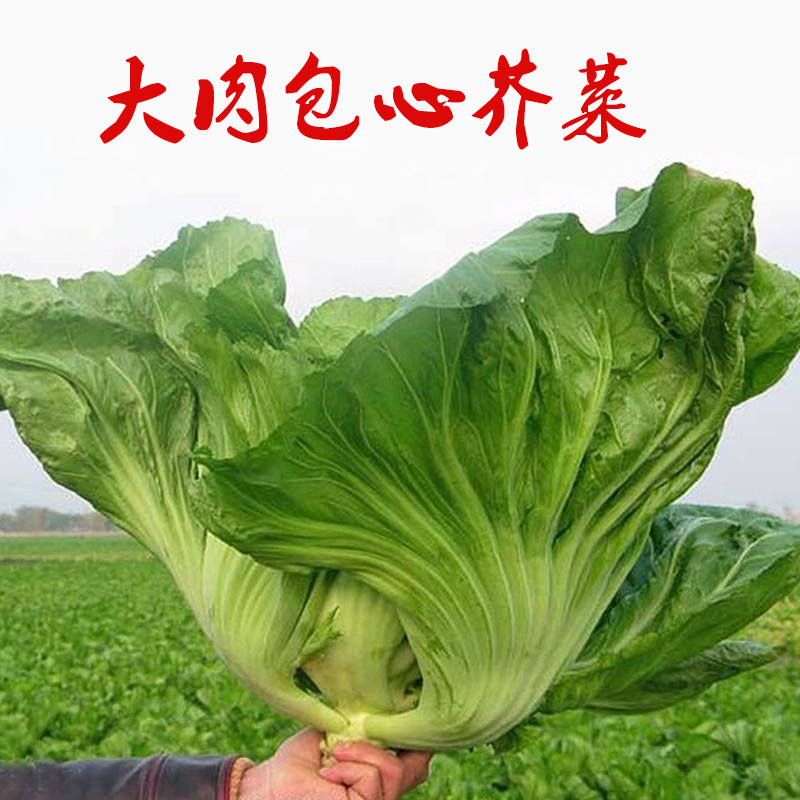 四季大叶水东芥菜种子特大广东芥菜种籽包心甜菜种籽蔬菜孑